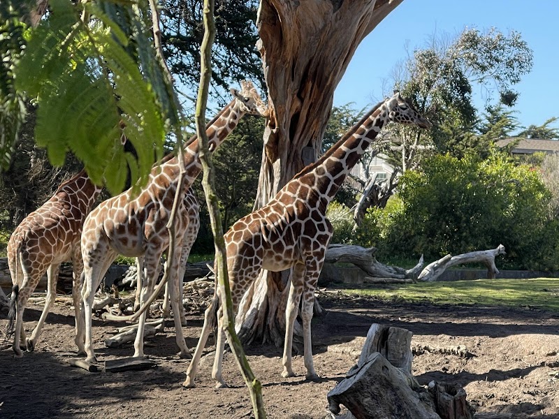 San Francisco Zoo