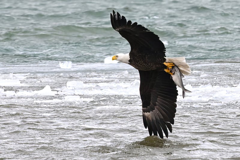 Lake St. Clair Shoreline