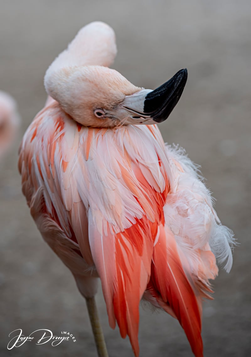 Busch Gardens Tampa Bay