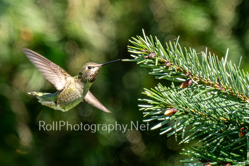 Gresham Nature Photography
