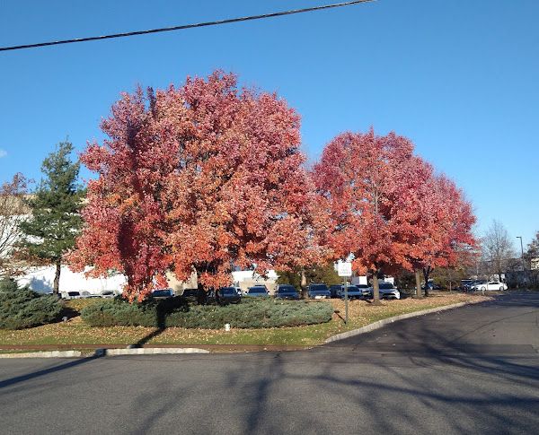 Old stomping ground st.dom