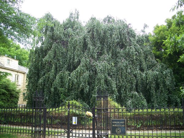 Weeping Beech Park
