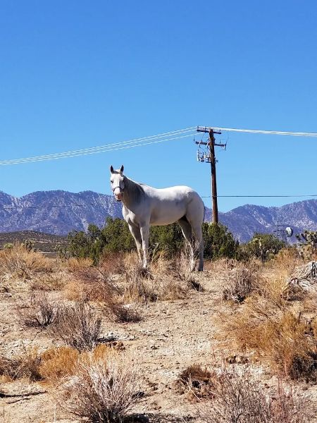 Rancho las Panchitas