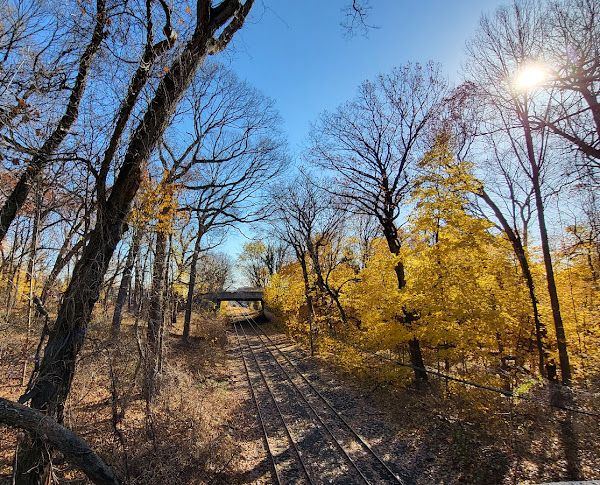 The Grove of Forest Park