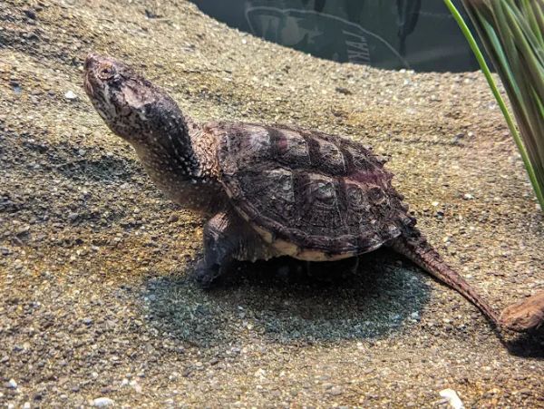 Amphibians, Reptiles, and Fish Museum