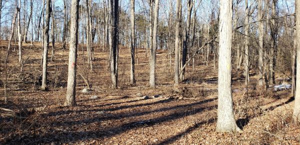 Frelinghuysen Forest Preserve