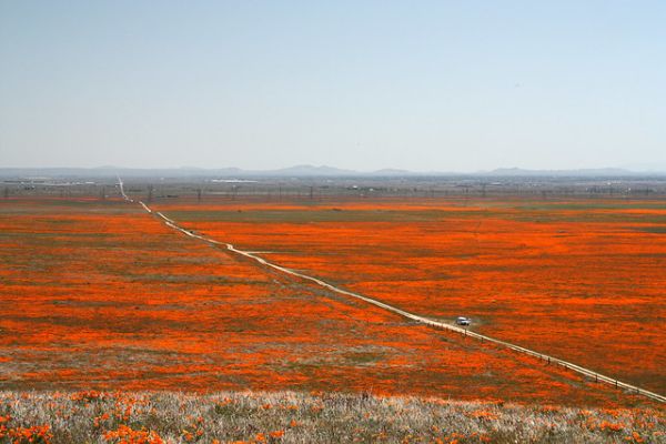 Poppy Trail North Loop