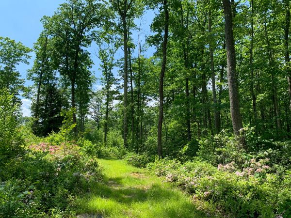 Delaware State Forest - Buckhorn Natural Area