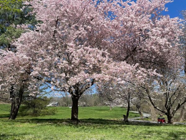 David C. Shaw Arboretum