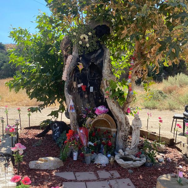 Virgin Mary of Guadalupe Tree