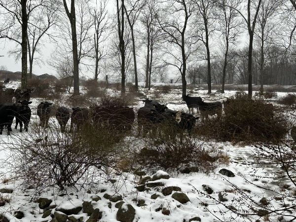 Hunter Brook Preserve