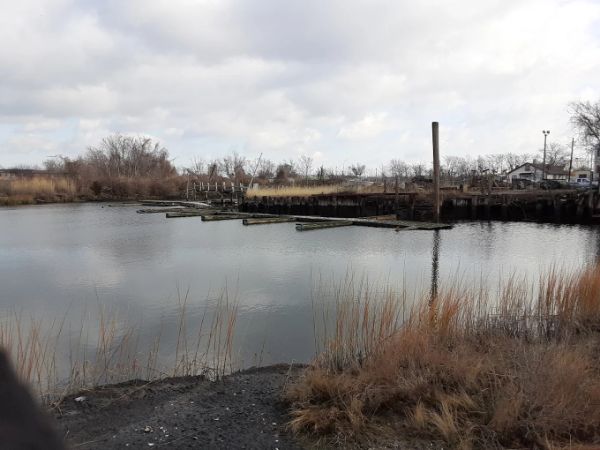 Seagirt Avenue Wetlands