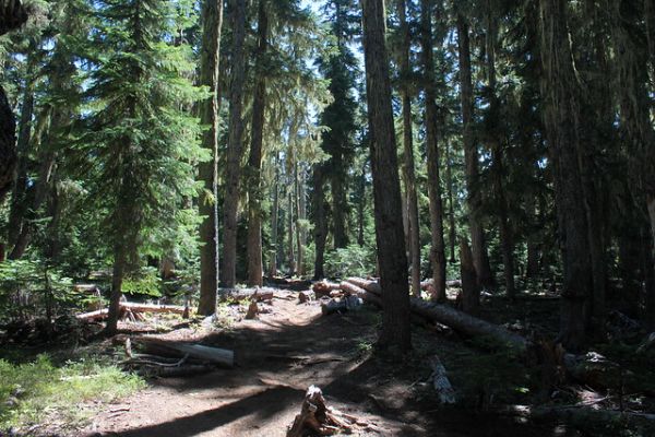 Pacific Crest Trail to Three Sisters