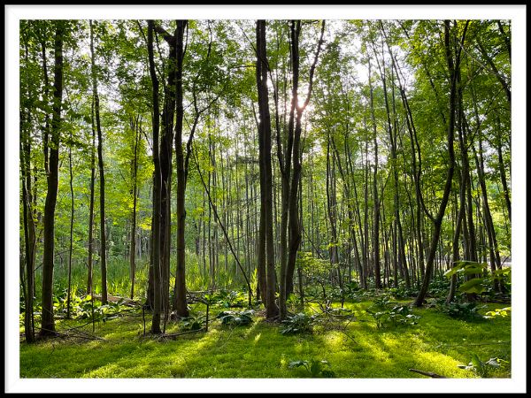 Poplar Road Wildlife Sanctuary