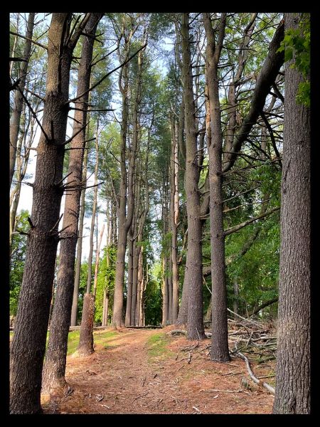 Poplar Road Wildlife Sanctuary