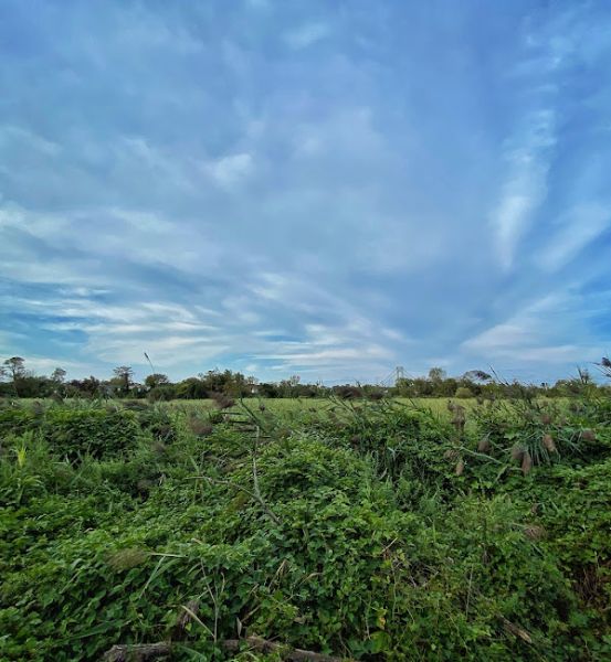 South Beach Wetlands