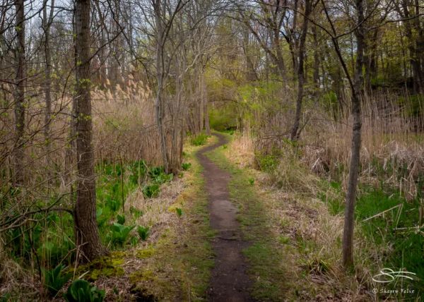 Allendale Wetlands