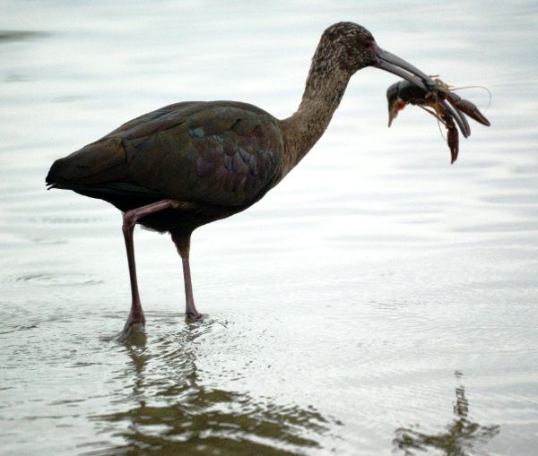 IRWD San Joaquin Marsh & Wildlife Sanctuary