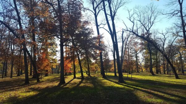 Johnson Park Grove 1