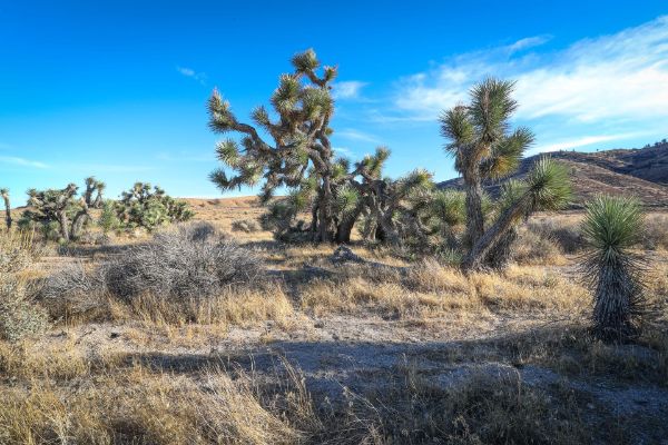 George R. Bones Wildlife Sanctuary