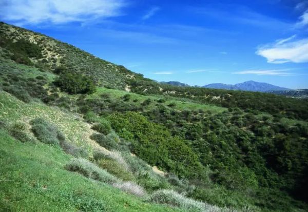 Saddletree Open Space