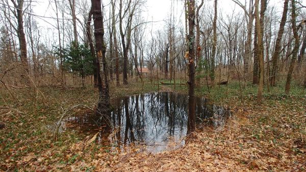 Tiffany Creek Preserve