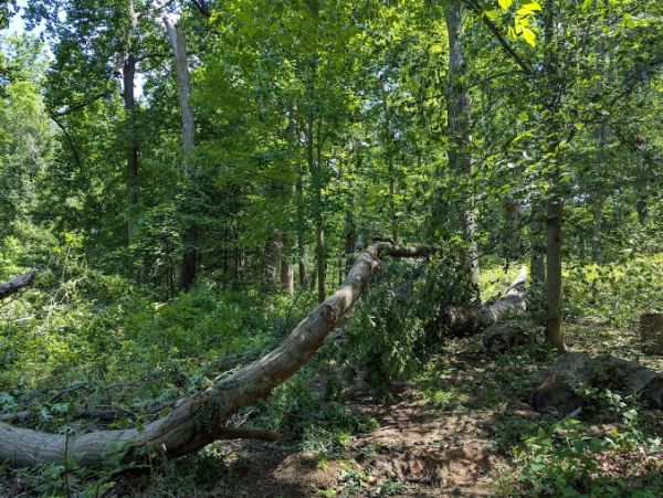 Schlesinger Preserve