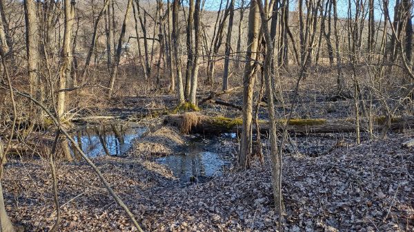 Timberdoodle Trail End