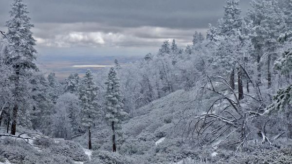 Angeles National Forest