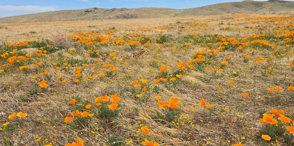 Solar Ranch Natural Preserve