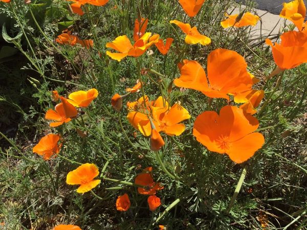 Turtle Rock Community Park