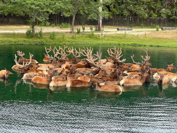 Six Flags Wild Safari