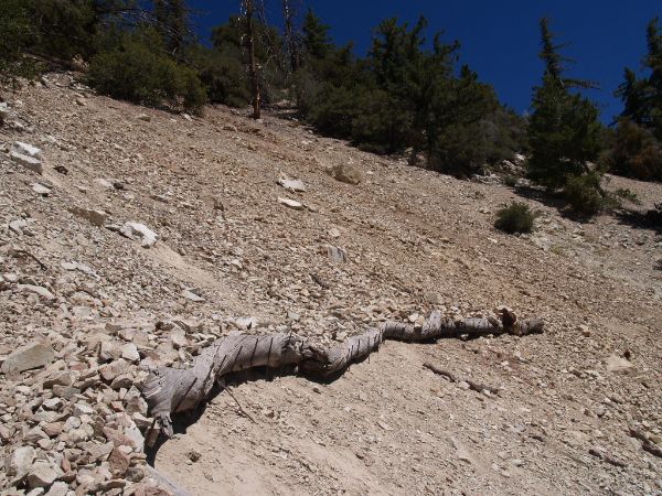 Middle Fork Trail 6W01