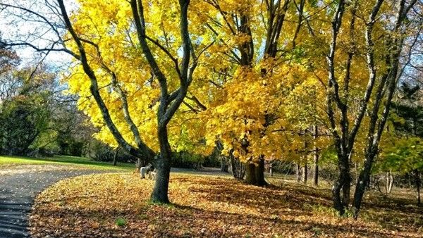 Joe Palaia Park Addition
