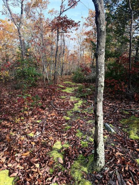 Ice Pond conservation area