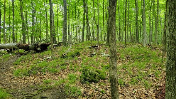 Ephraim P. Emson Preserve - Ocean County Natural Lands Trust