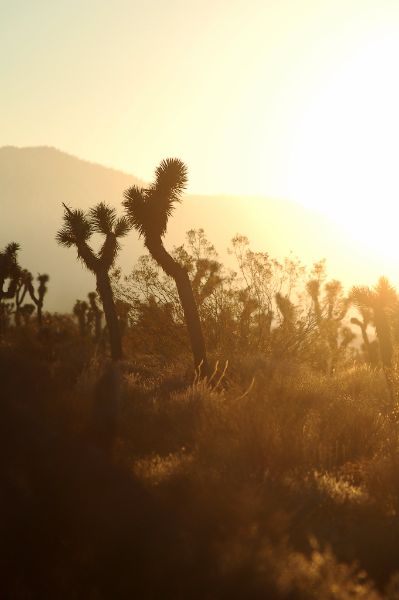 Mescal Wildlife Sanctuary
