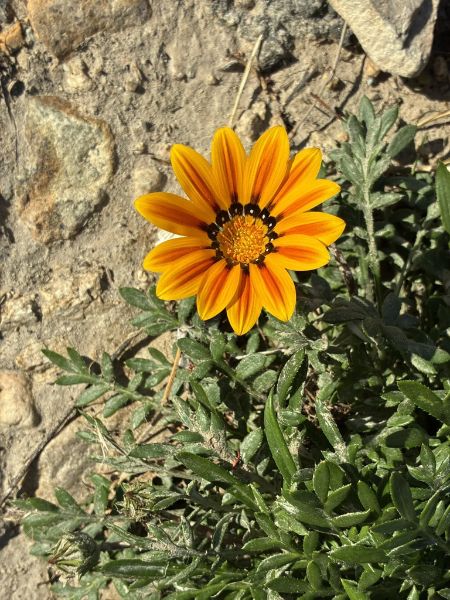 Pacific Crest Trail (PCT) Silverwood to Wrightwood