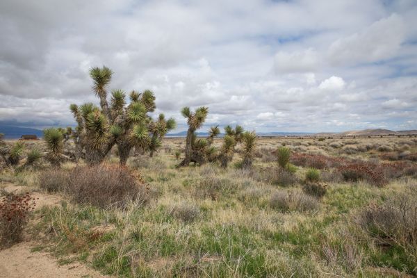 Neenach Habitat Wildlife Preserve