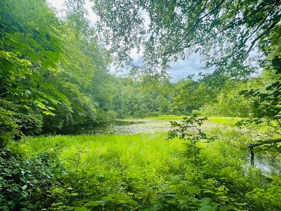 Westmoreland Sanctuary