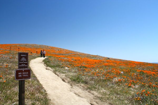 Antelope Valley California Poppy Reserve State Natural Reserve