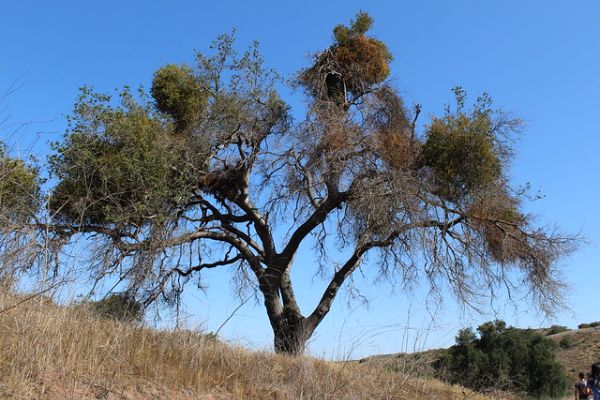 Augustine Staging Area