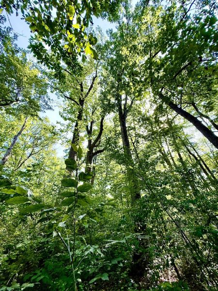 John Witherspoon Woods