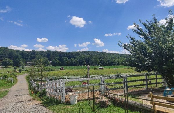 Brookhollow's Barnyard