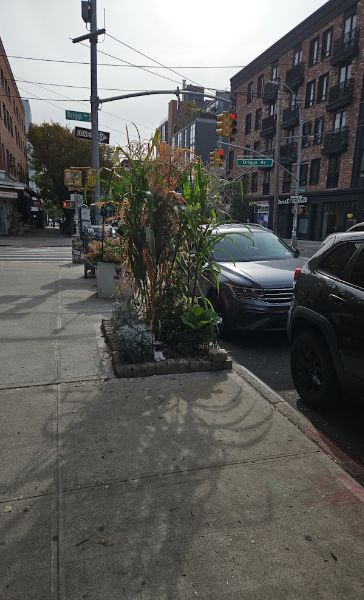 The Williamsburg Corn Patch