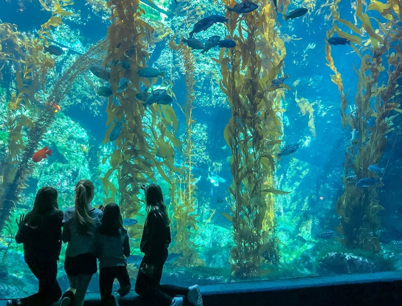 Birch Aquarium