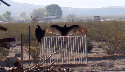 The Vultures Rest Ranch