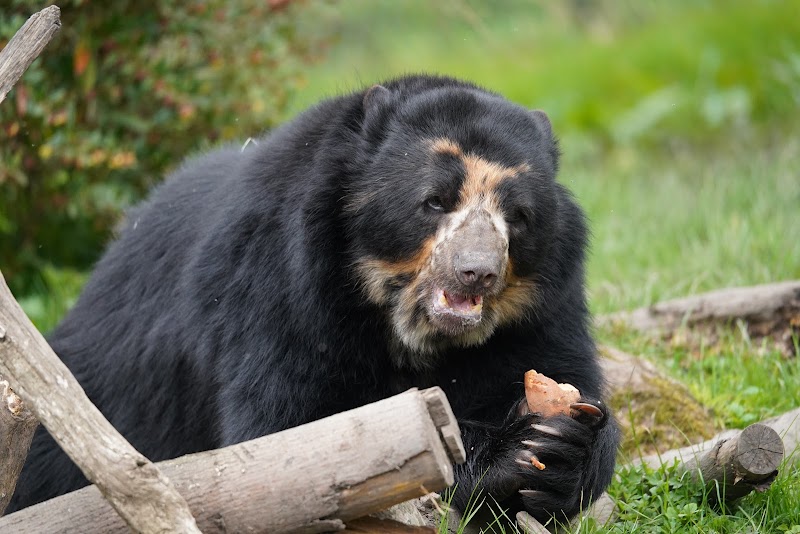 Andean Bear