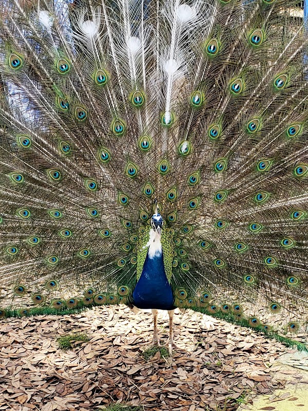Uncle Sandy's Macaw Bird Park Pensacola