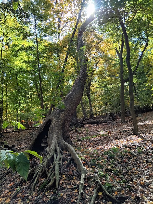 Borg's Woods Nature Preserve